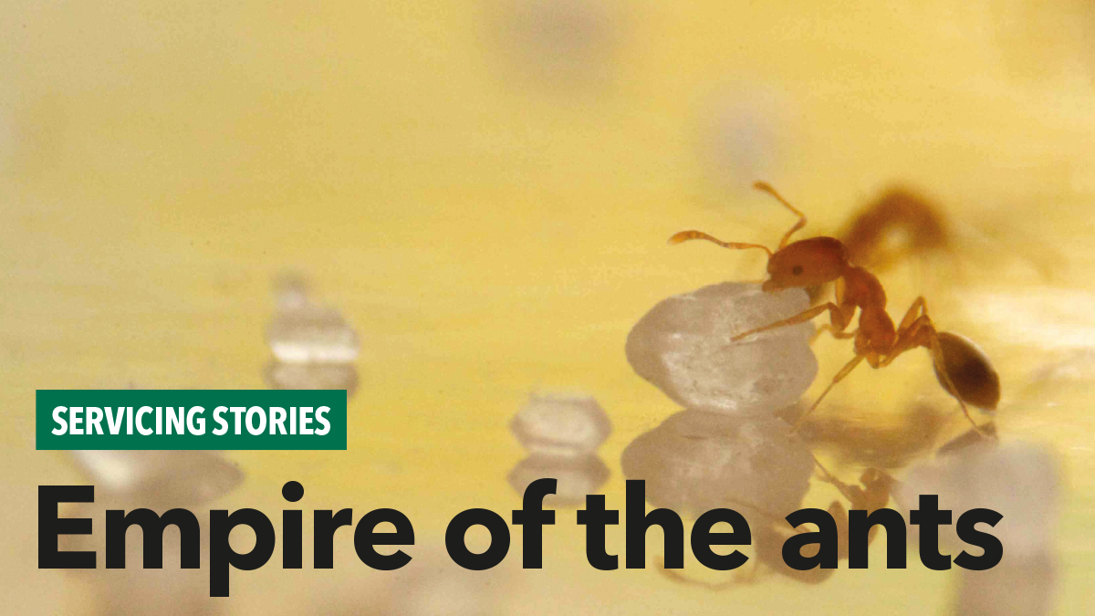 Empire of the ants Empire of the ants